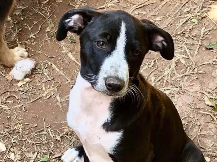 Cachorro ra a Srd idade  nome Sara
