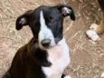 Sara