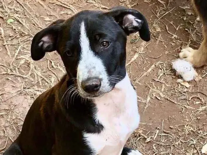 Cachorro ra a Srd idade  nome Sara
