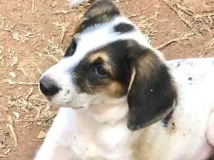 Cachorro raça Srd idade  nome Kisha