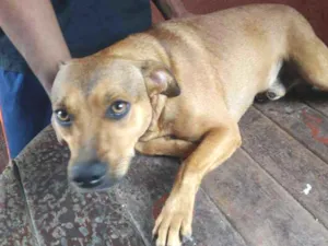 Cachorro raça SRD - Sem Raça Definida idade 2 anos nome Tyr