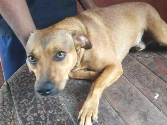 Cachorro ra a SRD - Sem Raça Definida idade 2 anos nome Tyr