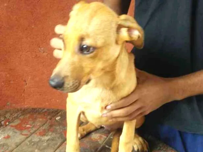 Cachorro ra a Mestiço Pitbull / Fila idade 2 a 6 meses nome Filhotes Diversos