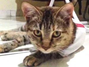 Gato raça SRD idade 7 a 11 meses nome TIGREZA