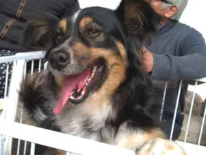 Cachorro raça SRD idade 3 anos nome Benedito