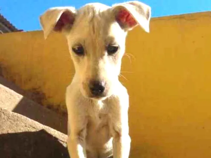 Cachorro ra a Vira-lata idade 2 a 6 meses nome Naninha