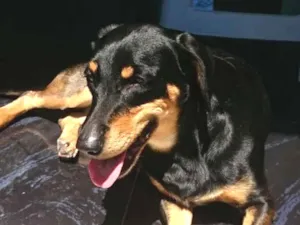 Cachorro raça SRD idade 6 ou mais anos nome Maya