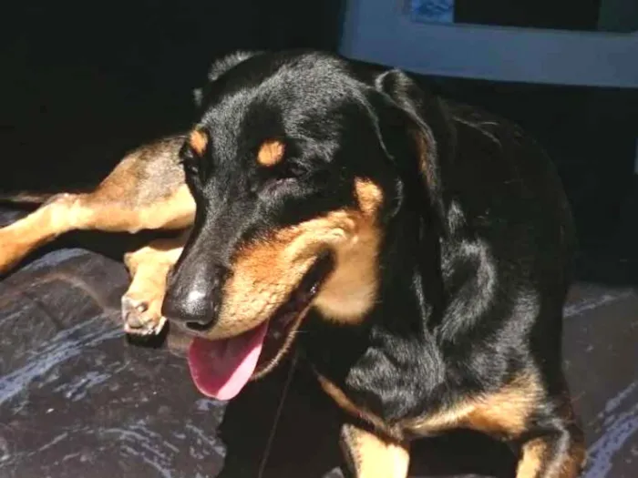 Cachorro ra a SRD idade 6 ou mais anos nome Maya