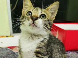Gato raça SRD idade 2 a 6 meses nome Maria do Bairro
