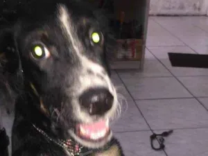 Cachorro raça indefinida idade 7 a 11 meses nome shakira