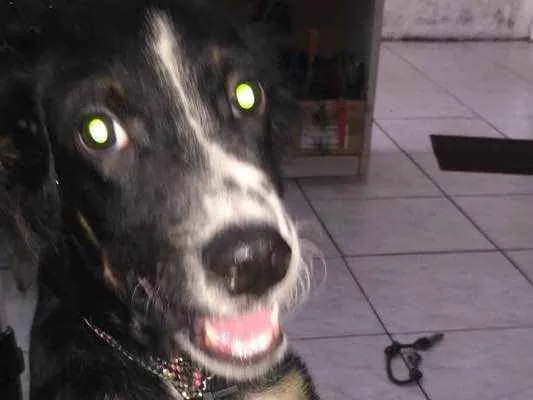 Cachorro ra a indefinida idade 7 a 11 meses nome shakira