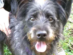 Cachorro raça Vira lata idade 1 ano nome Batman 