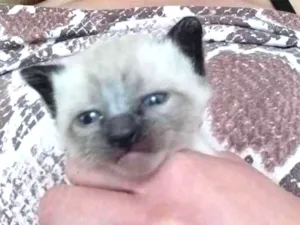 Gato raça Vira lata idade Abaixo de 2 meses nome Bolinha