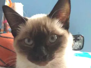 Gato raça Vir a lata idade 2 a 6 meses nome Sofia