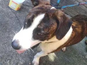 Cachorro raça Ñ sei disse idade 2 a 6 meses nome Wilson ou thor