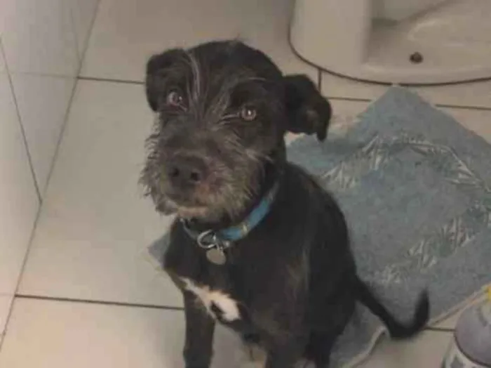 Cachorro ra a Não definida idade 2 anos nome Não sei