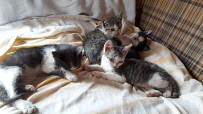 Gato ra a  idade Abaixo de 2 meses nome Nao tem nome 