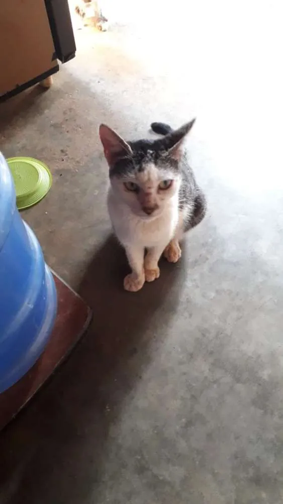 Gato ra a  idade Abaixo de 2 meses nome Nao tem nome 