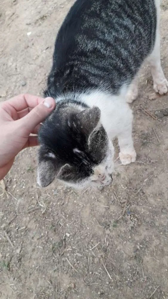 Gato ra a  idade Abaixo de 2 meses nome Nao tem nome 