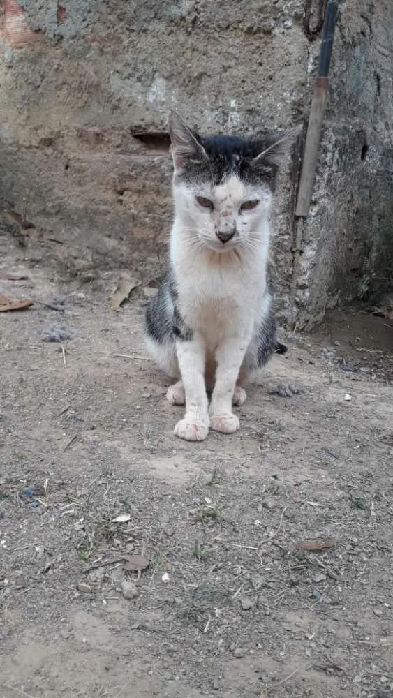 Gato ra a  idade Abaixo de 2 meses nome Nao tem nome 