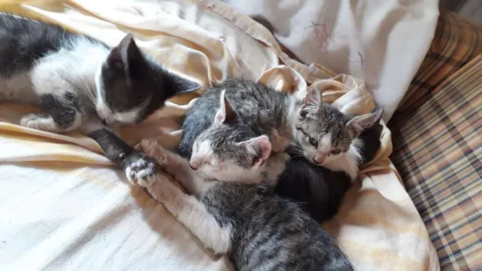 Gato ra a  idade Abaixo de 2 meses nome Nao tem nome 