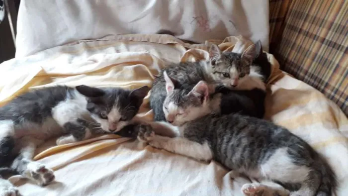 Gato ra a  idade Abaixo de 2 meses nome Nao tem nome 