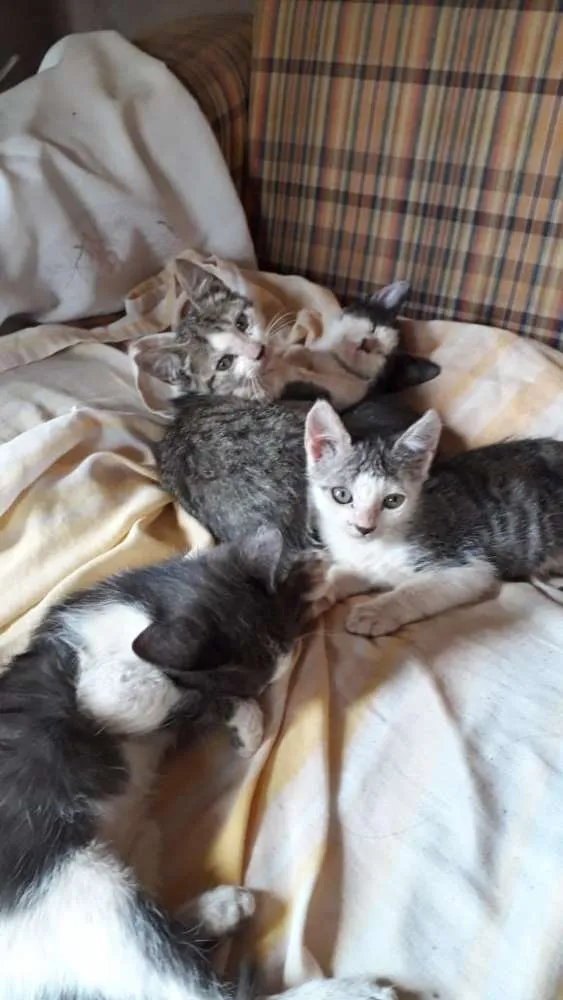 Gato ra a  idade Abaixo de 2 meses nome Nao tem nome 