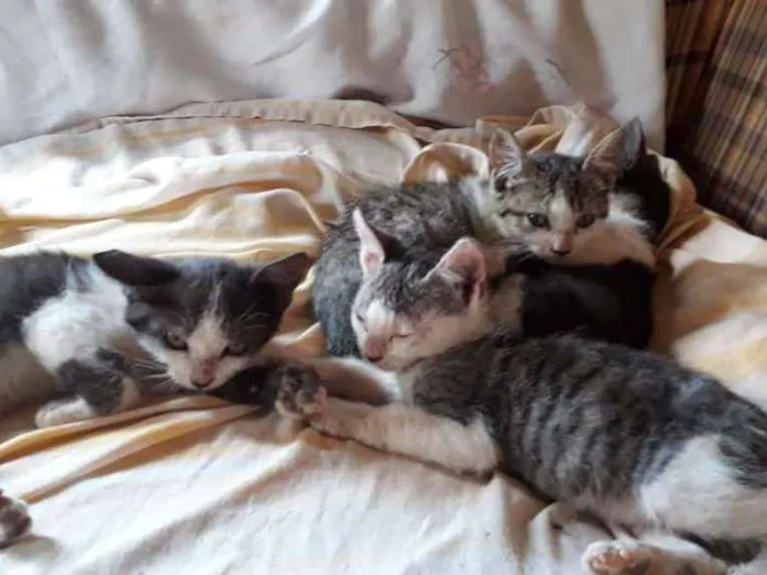 Gato ra a  idade Abaixo de 2 meses nome Nao tem nome 