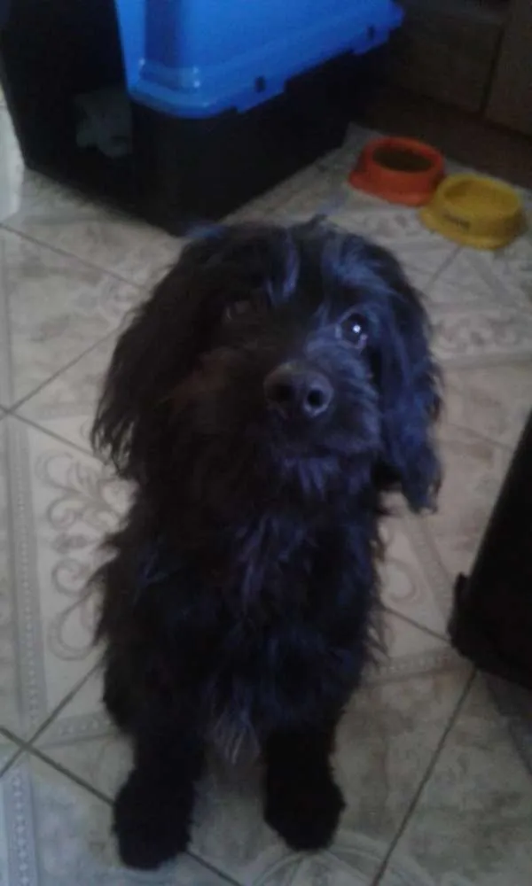 Cachorro ra a Poodle idade 2 a 6 meses nome Thor