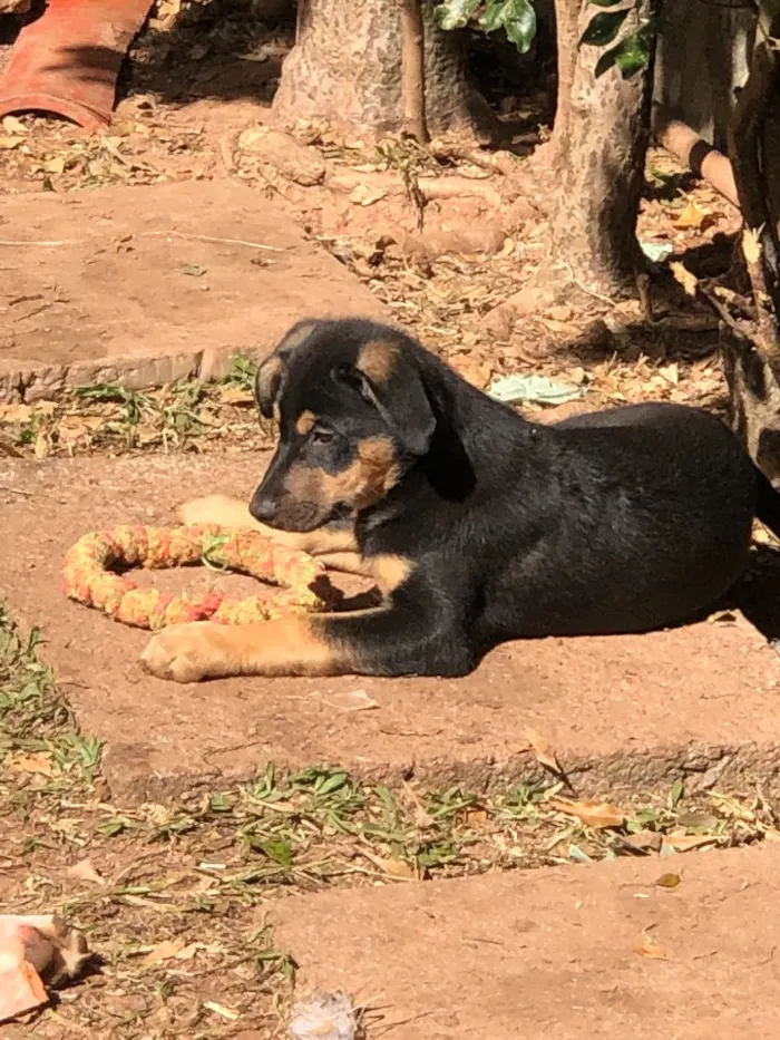 Cachorro ra a Srd idade  nome Yago