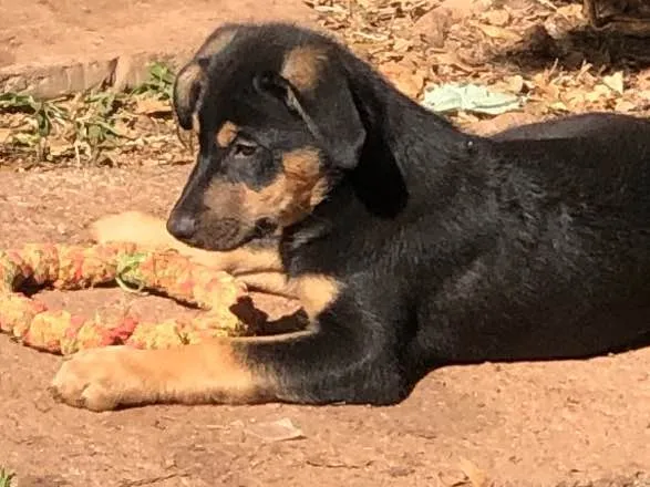Cachorro ra a Srd idade  nome Yago