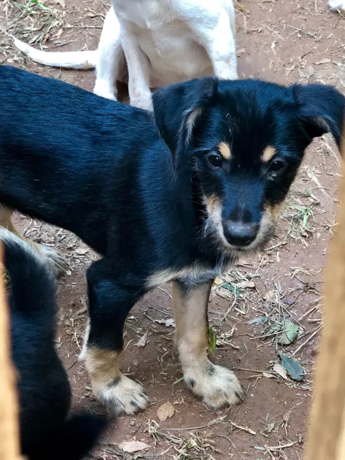 Cachorro ra a Srd idade  nome Yuri