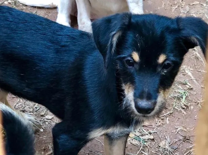 Cachorro ra a Srd idade  nome Yuri