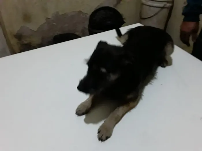 Cachorro ra a Sem raça definida  idade 7 a 11 meses nome Paloma