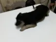 Paloma