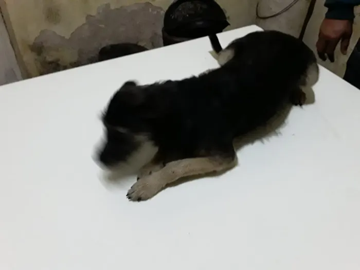 Cachorro ra a Sem raça definida  idade 7 a 11 meses nome Paloma