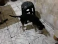 Paloma
