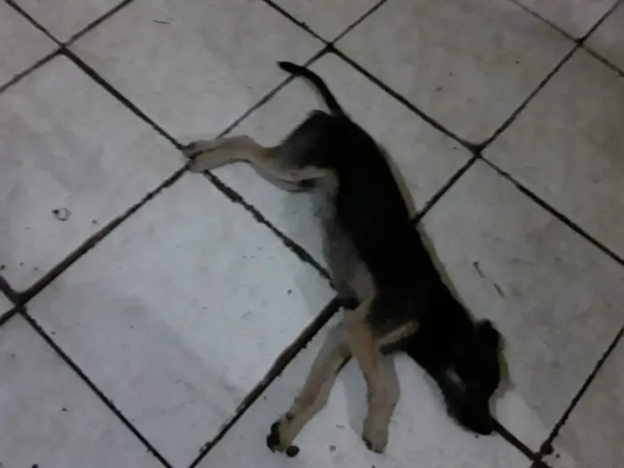 Cachorro ra a Sem raça definida  idade 7 a 11 meses nome Paloma
