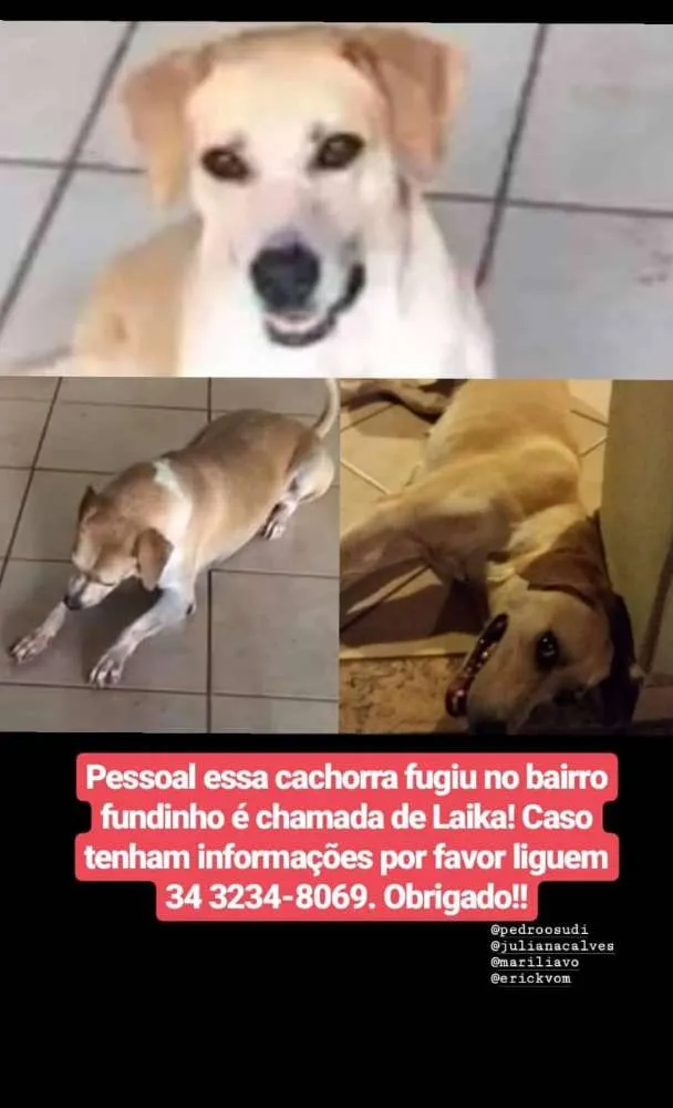 Cachorro ra a Vira-lata idade 3 anos nome Laika