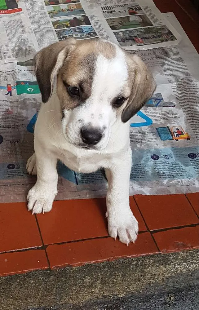 Cachorro ra a Mestiça de beagle idade 2 a 6 meses nome Lorena