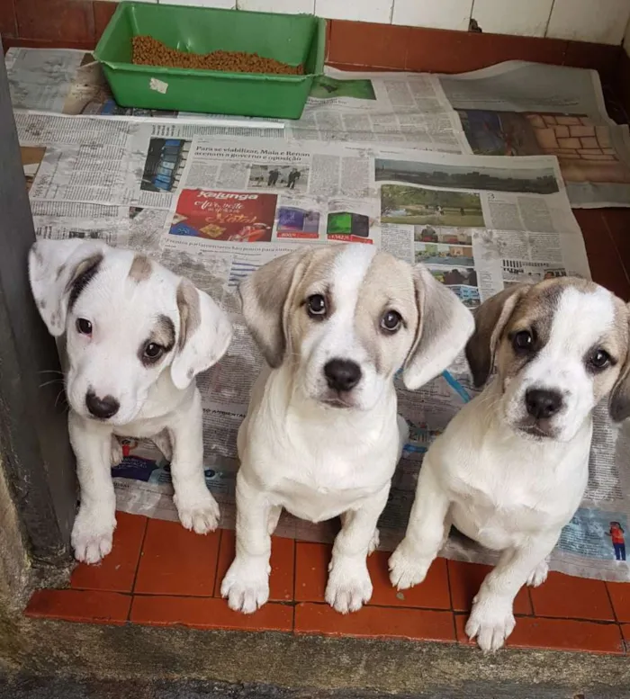 Cachorro ra a Mestiça de beagle idade 2 a 6 meses nome Lorena
