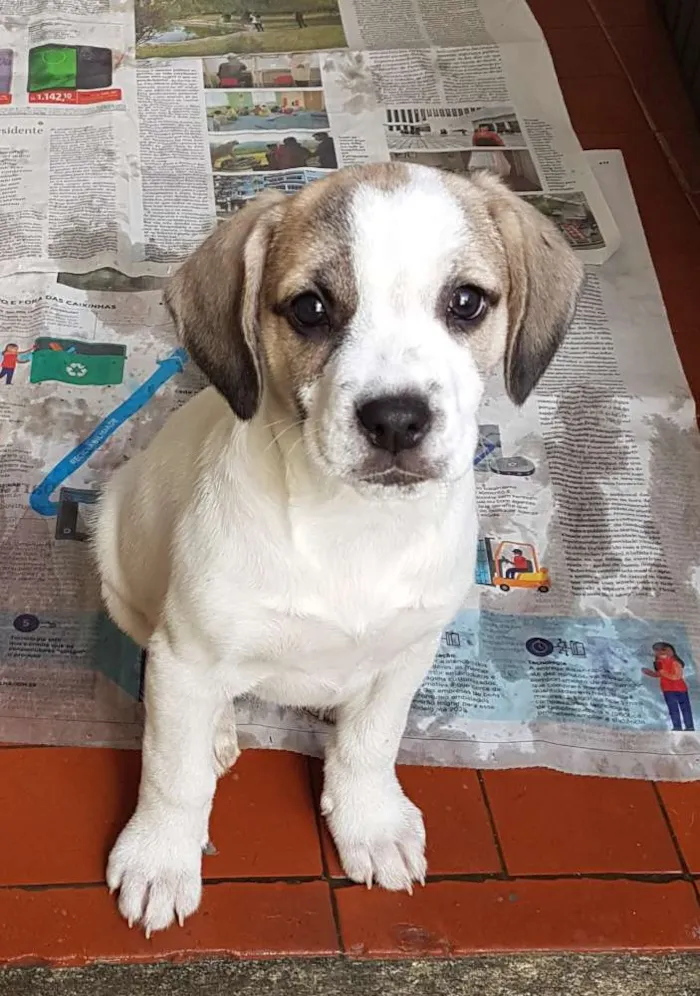 Cachorro ra a Mestiça de beagle idade 2 a 6 meses nome Lorena