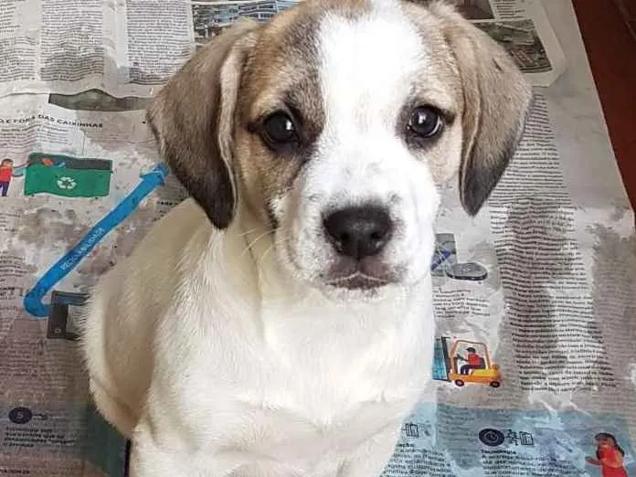 Cachorro ra a Mestiça de beagle idade 2 a 6 meses nome Lorena