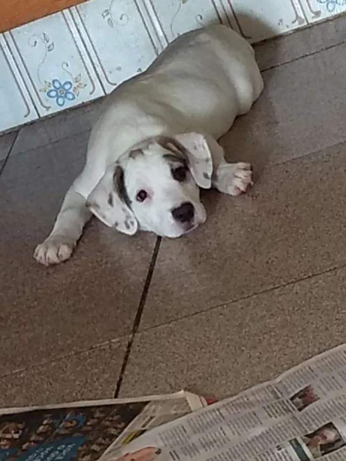 Cachorro ra a Mestiça de beagle idade 2 a 6 meses nome Onze