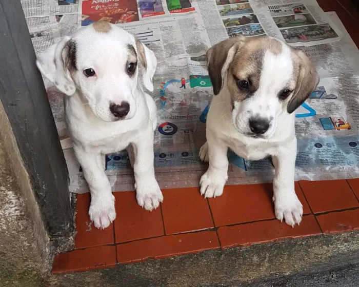 Cachorro ra a Mestiça de beagle idade 2 a 6 meses nome Onze