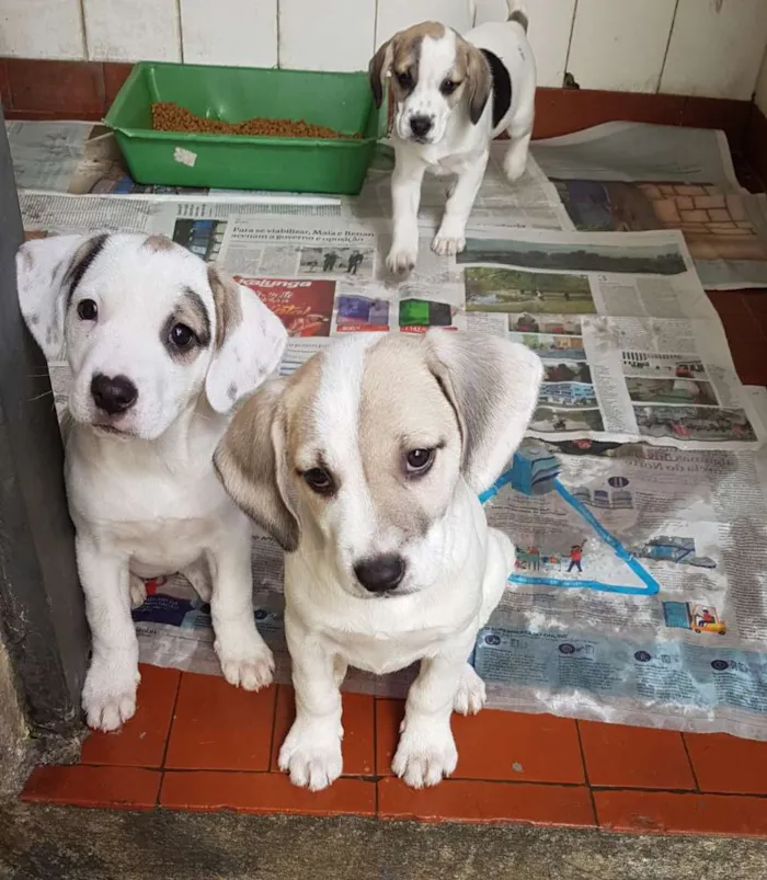 Cachorro ra a Mestiça de beagle idade 2 a 6 meses nome Onze