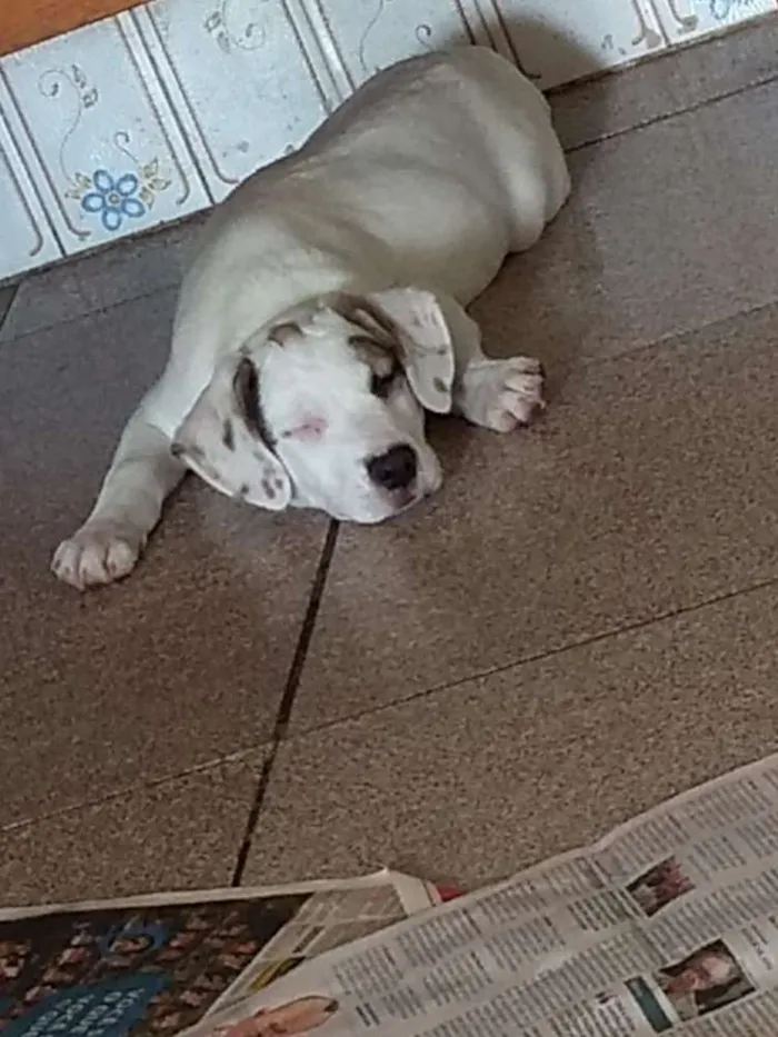 Cachorro ra a Mestiça de beagle idade 2 a 6 meses nome Onze
