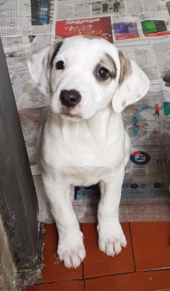 Cachorro ra a Mestiça de beagle idade 2 a 6 meses nome Onze