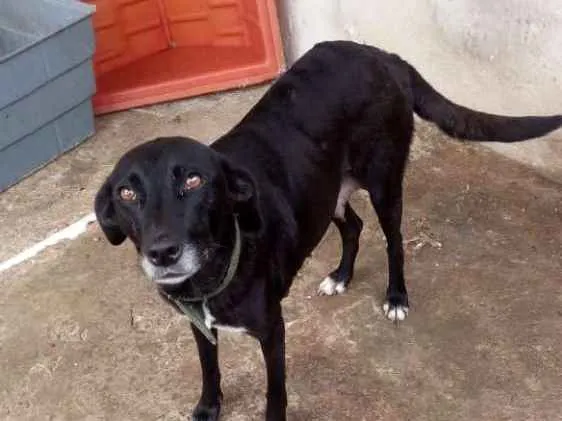 Cachorro raça R.I idade 5 anos nome Luma e Peter