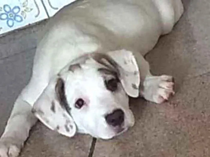 Cachorro ra a Mestiça de beagle idade 2 a 6 meses nome Onze